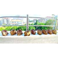 SUKULENT BETON SAKSI (DESENLİ) 5 ADET